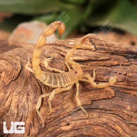 Sand Devil Scorpion For Sale - Only At Underground Reptiles