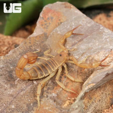 Sand Devil Scorpion For Sale - Only At Underground Reptiles