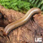 Smokey Oak Millipede (Narceus gordanus) For Sale - Underground Reptiles