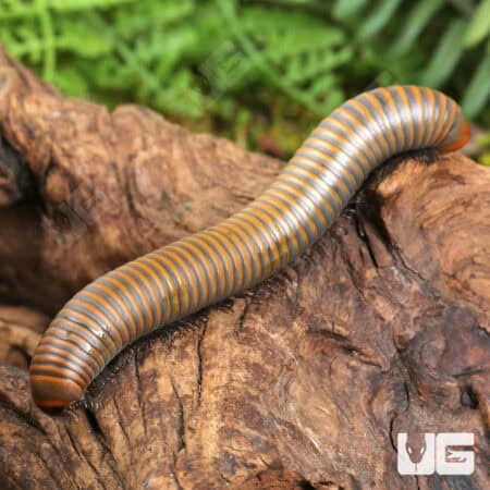 Smokey Oak Millipede (Narceus gordanus) For Sale - Underground Reptiles