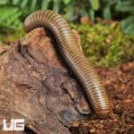 Smokey Oak Millipede (Narceus gordanus) For Sale - Underground Reptiles