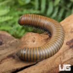 Smokey Oak Millipede (Narceus gordanus) For Sale - Underground Reptiles