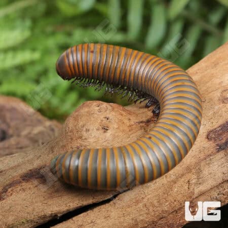 Smokey Oak Millipede (Narceus gordanus) For Sale - Underground Reptiles