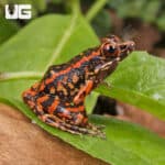 Spotted Stream Frogs (Hylarana pictura) For Sale - Underground Reptiles