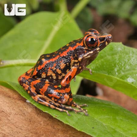 Spotted Stream Frogs (Hylarana pictura) For Sale - Underground Reptiles