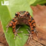 Spotted Stream Frogs (Hylarana pictura) For Sale - Underground Reptiles