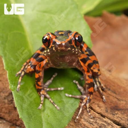 Spotted Stream Frogs (Hylarana pictura) For Sale - Underground Reptiles