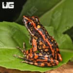 Spotted Stream Frogs (Hylarana pictura) For Sale - Underground Reptiles