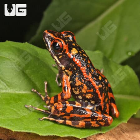 Spotted Stream Frogs (Hylarana pictura) For Sale - Underground Reptiles