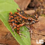 Spotted Stream Frogs (Hylarana pictura) For Sale - Underground Reptiles