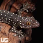 Starry Tokay Geckos For Sale - Underground Reptiles