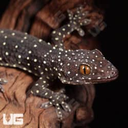 Starry Tokay Geckos For Sale - Underground Reptiles