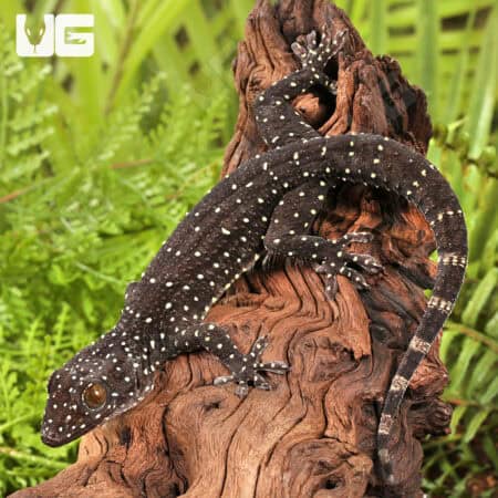 Starry Tokay Geckos For Sale - Underground Reptiles
