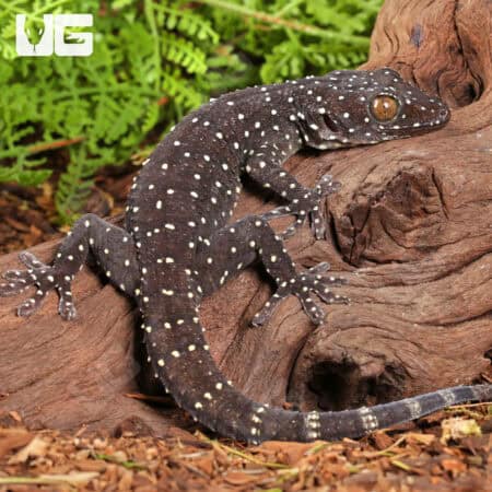 Starry Tokay Geckos For Sale - Underground Reptiles