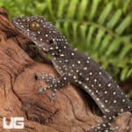 Starry Tokay Geckos For Sale - Underground Reptiles