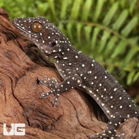 Starry Tokay Geckos For Sale - Underground Reptiles