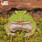 Two Spot Matcha Pacman Frogs for sale - Underground Reptiles