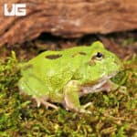 Two Spot Matcha Pacman Frogs for sale - Underground Reptiles