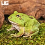 Two Spot Matcha Pacman Frogs for sale - Underground Reptiles