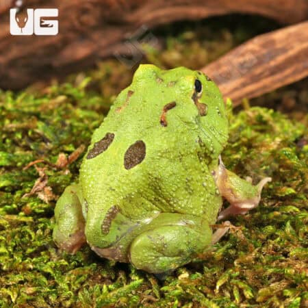 Two Spot Matcha Pacman Frogs for sale - Underground Reptiles