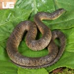 Baby Mississippi Green Water Snakes For Sale - Underground Reptiles