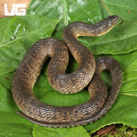 Baby Mississippi Green Water Snakes For Sale - Underground Reptiles