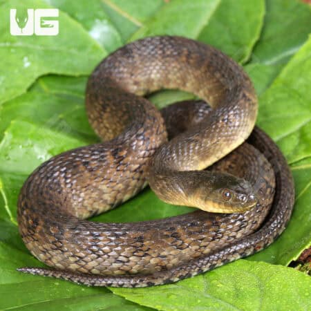 Baby Mississippi Green Water Snakes For Sale - Underground Reptiles