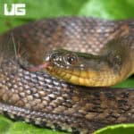 Baby Mississippi Green Water Snakes For Sale - Underground Reptiles