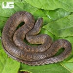 Baby Mississippi Green Water Snakes For Sale - Underground Reptiles