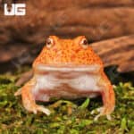 Yellow Coral Blaze Pacman Frogs For Sale - Underground Reptiles