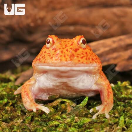 Yellow Coral Blaze Pacman Frogs For Sale - Underground Reptiles