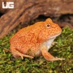 Yellow Coral Blaze Pacman Frogs For Sale - Underground Reptiles