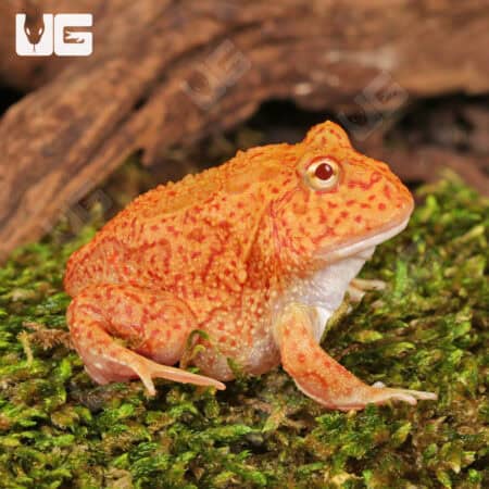 Yellow Coral Blaze Pacman Frogs For Sale - Underground Reptiles