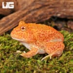 Yellow Coral Blaze Pacman Frogs For Sale - Underground Reptiles