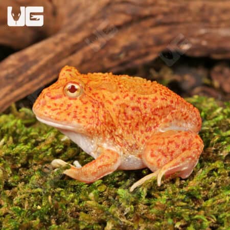 Yellow Coral Blaze Pacman Frogs For Sale - Underground Reptiles