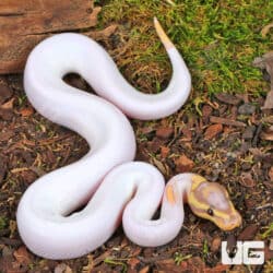 Baby High White Banana Yellowbelly Pied Ball Pythons For Sale - Underground Reptiles