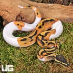 Baby Yellowbelly Pied Ball Pythons For Sale - Underground Reptiles