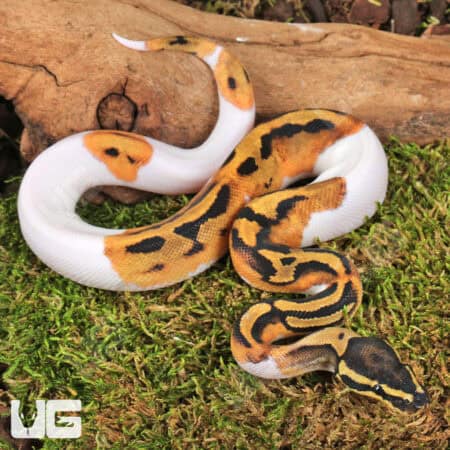 Baby Yellowbelly Pied Ball Pythons For Sale - Underground Reptiles