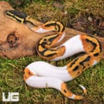 Baby Yellowbelly Pied Ball Pythons For Sale - Underground Reptiles
