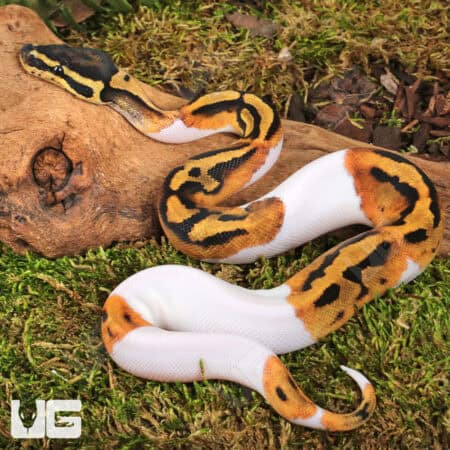 Baby Yellowbelly Pied Ball Pythons For Sale - Underground Reptiles