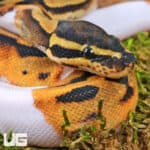 Baby Yellowbelly Pied Ball Pythons For Sale - Underground Reptiles