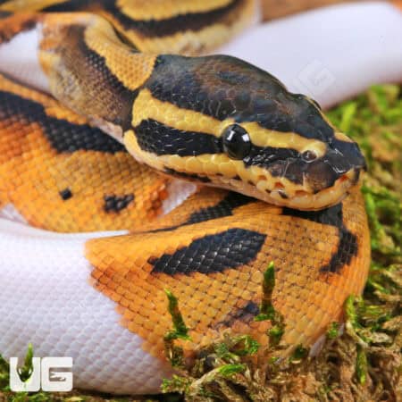 Baby Yellowbelly Pied Ball Pythons For Sale - Underground Reptiles