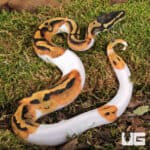 Baby Yellowbelly Pied Ball Pythons For Sale - Underground Reptiles