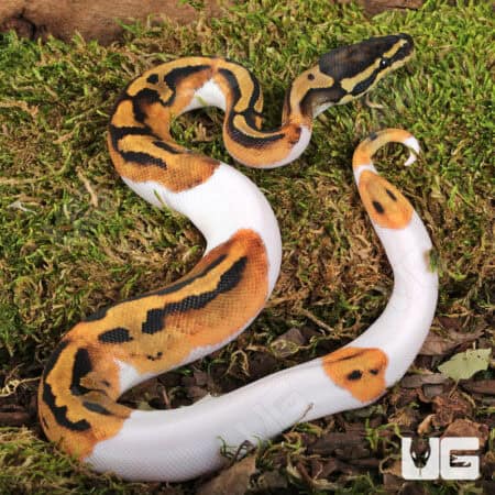Baby Yellowbelly Pied Ball Pythons For Sale - Underground Reptiles