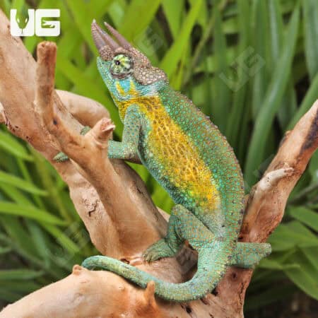 Juvenile Rainbow Jackson's Chameleon For Sale - Underground Reptiles