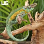 Juvenile Rainbow Jackson's Chameleon For Sale - Underground Reptiles