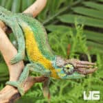 Juvenile Rainbow Jackson's Chameleon For Sale - Underground Reptiles