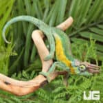 Juvenile Rainbow Jackson's Chameleon For Sale - Underground Reptiles