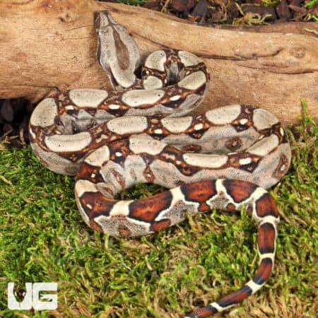 Baby Aby Het Scoria Boa For Sale - Underground Reptiles