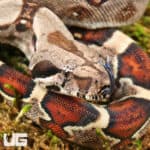 Baby Aby Het Scoria Boa For Sale - Underground Reptiles